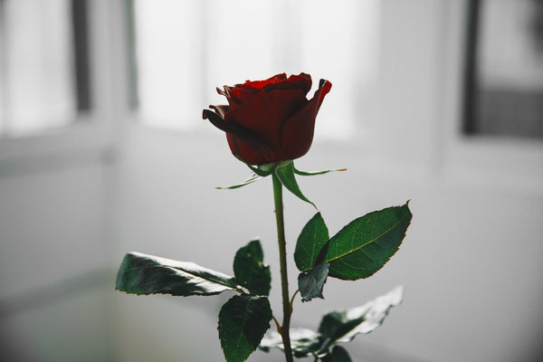 St. Rose cv
